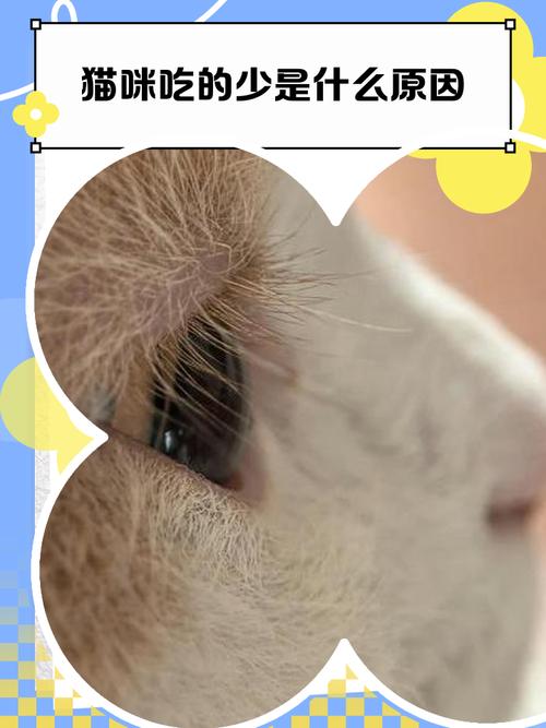猫到冬天吃的少了是什么情况?