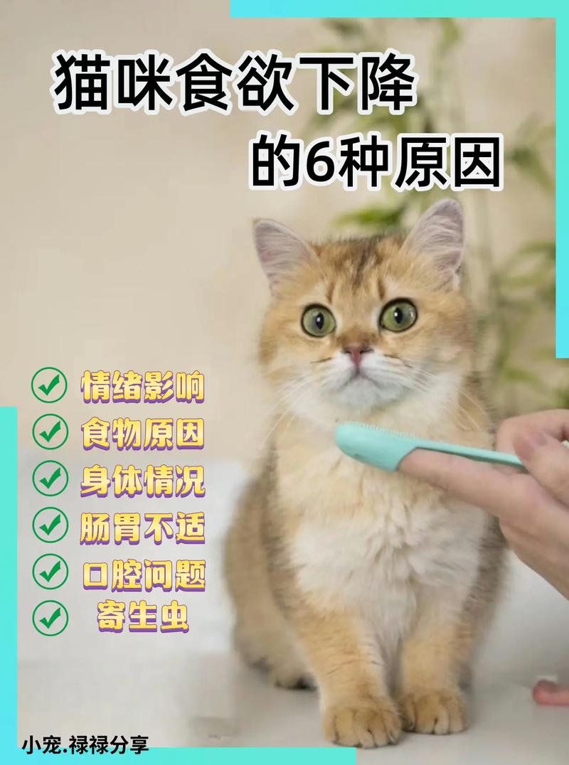 猫咪冬天是否不爱吃东西