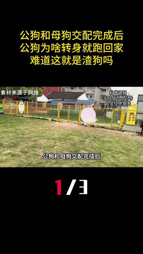 狗狗发情前有什么征兆