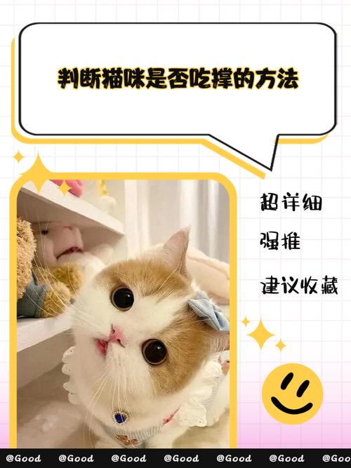 猫咪吃撑了的症状,主要有哪些呢?