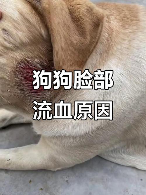 小孩脸被自己家狗狗抓破皮了,刚打完狂犬育苗一个多月,还要在去医院打狂...
