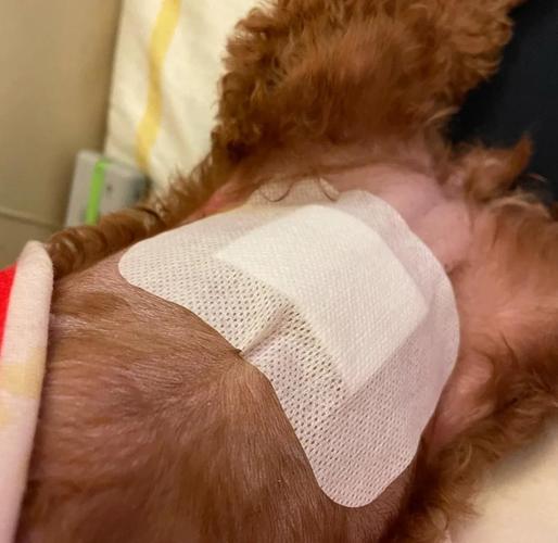 狗的脸部溃烂