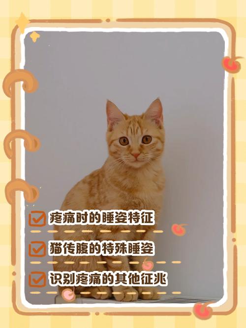 猫咪什么样的睡姿代表它生病了?