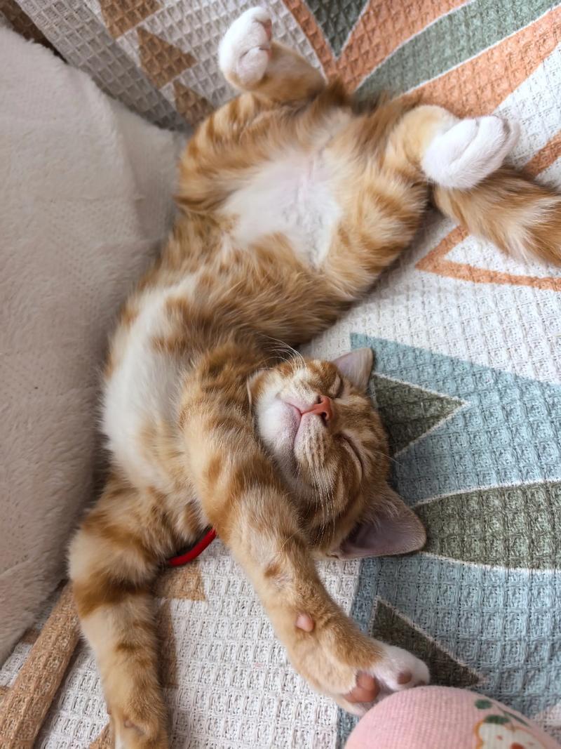 猫咪手脚伸直趴成一长条睡觉咋回事怎么趴着说明不舒服