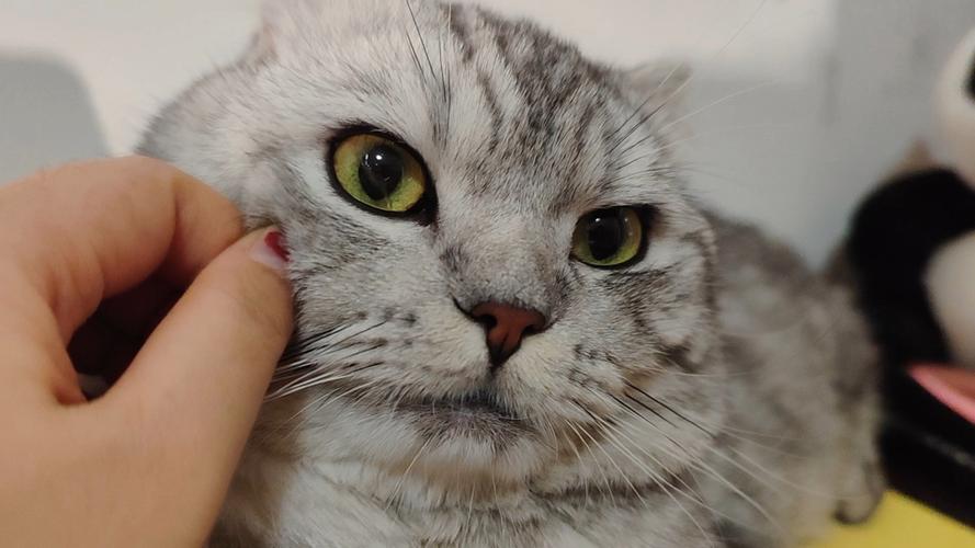 猫毛进眼睛