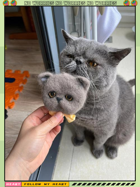 怎么能把猫咪眼睛上的毛弄出来呢?