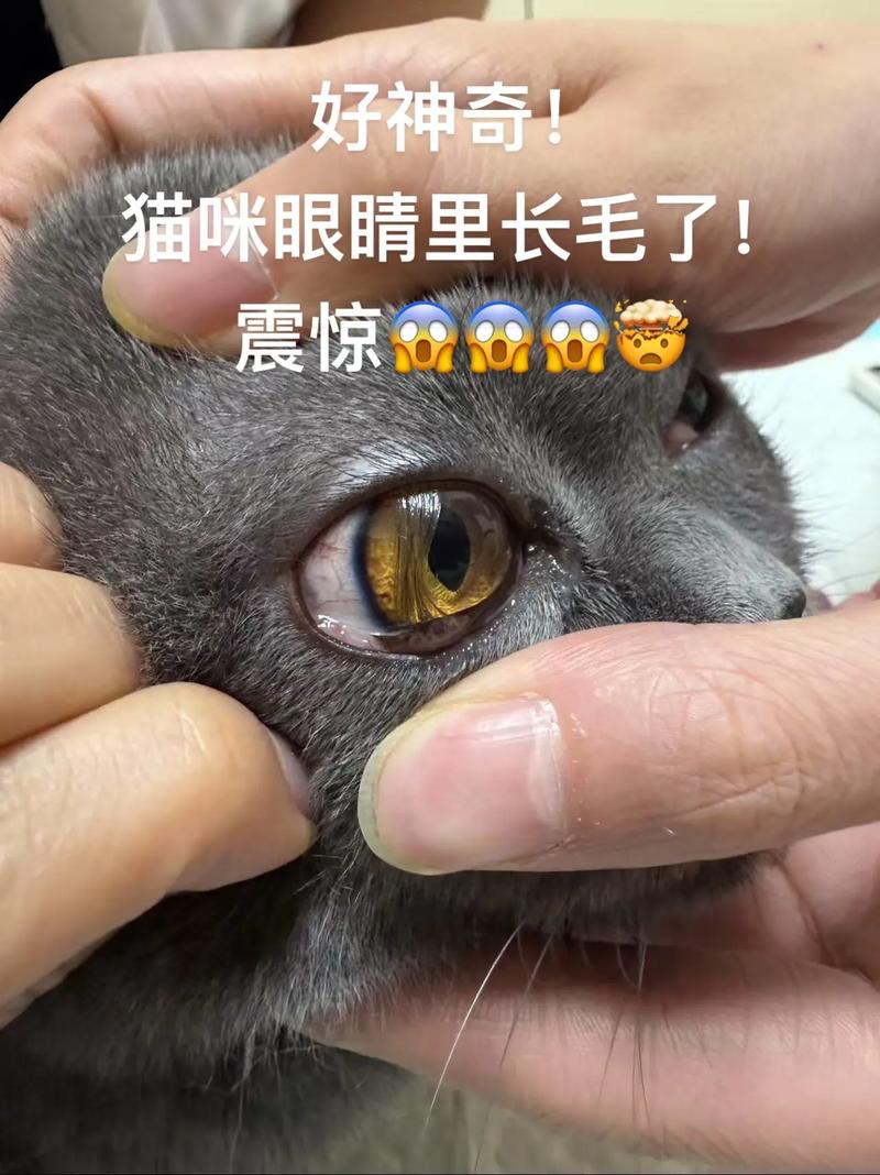 猫毛进眼睛里怎么办