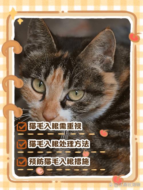 猫的眼睛进猫毛怎么办