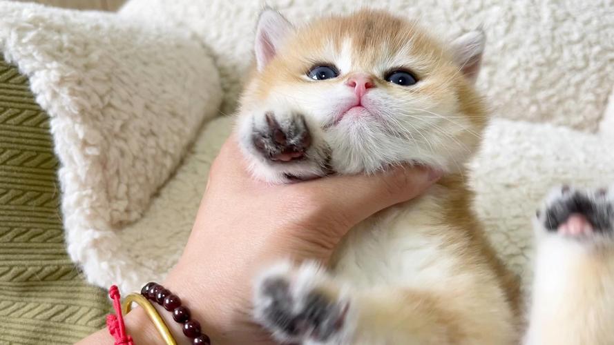 猫眼睛里进毛了怎么办