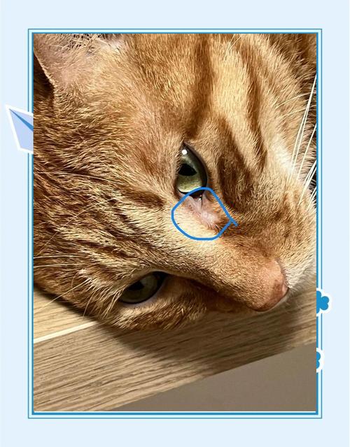 猫咪眼睛上有毛进去了怎么办