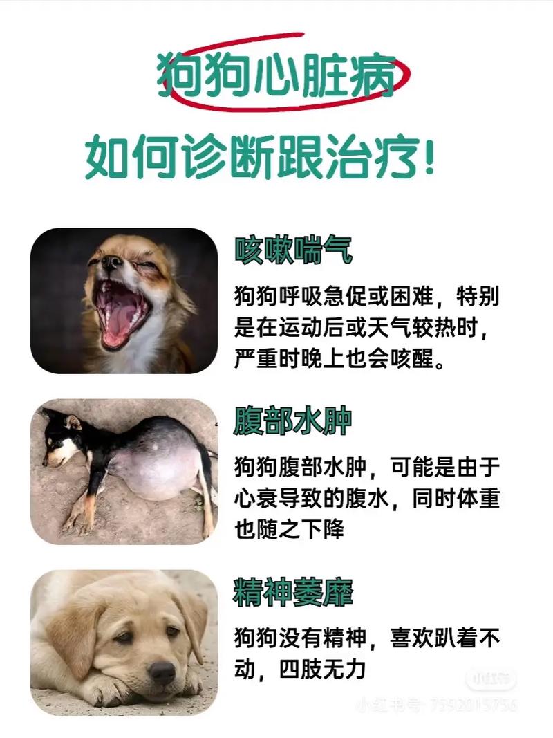 狗狗心脏不好有什么症状表现?