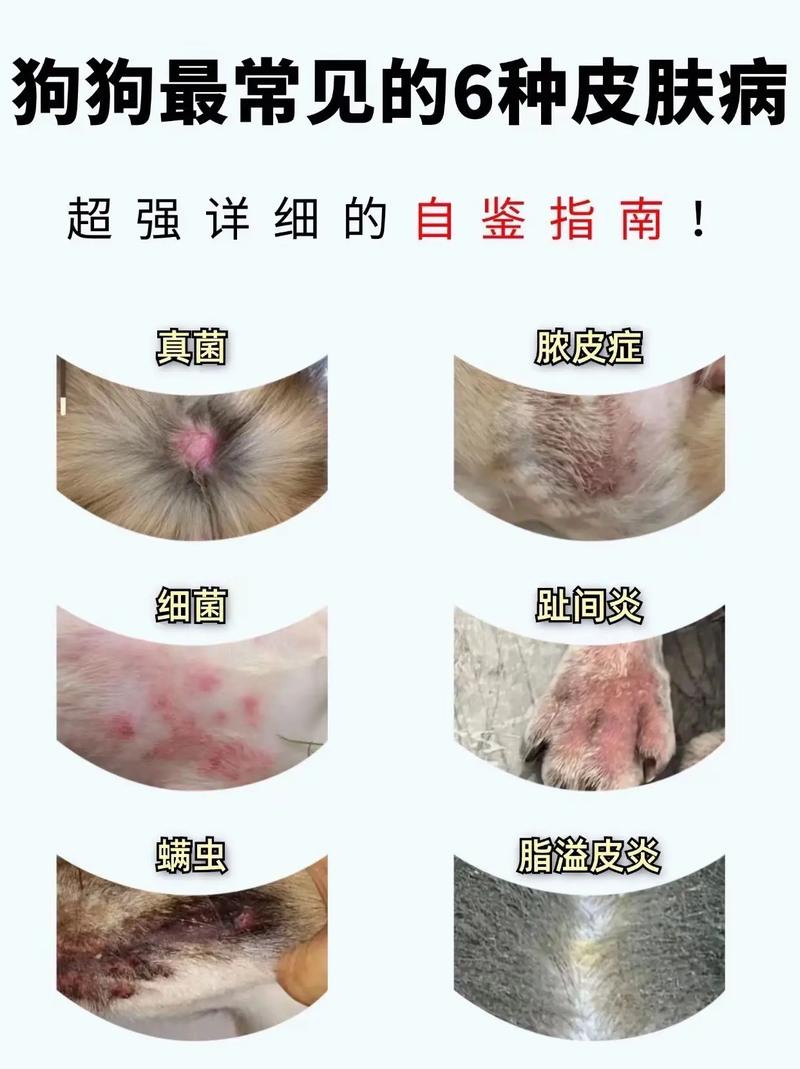 比熊得了脓皮症会传染给其他的狗狗或者人吗