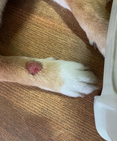 狗狗身上有皮肤病用什么药狗身上的皮肤病会传染人吗