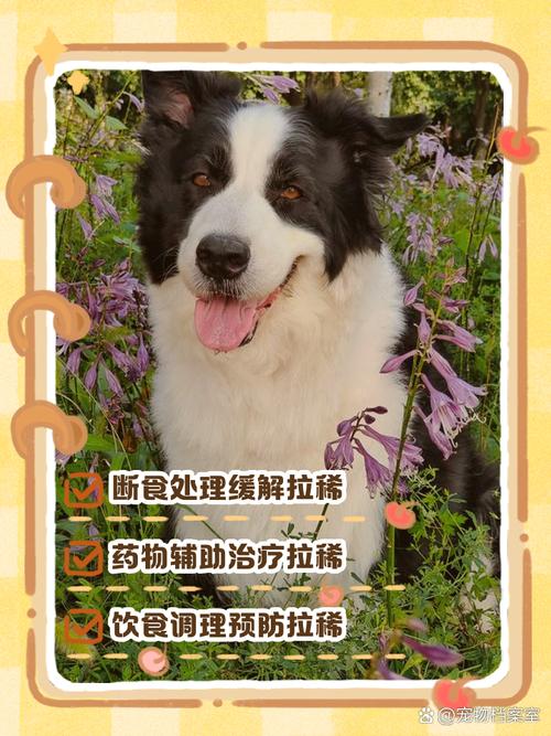 狗狗吃多拉稀怎么办