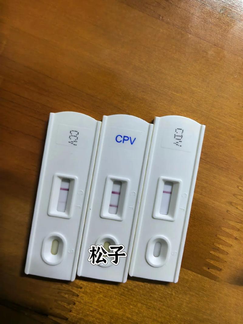 狗狗细小弱阳性会自愈吗
