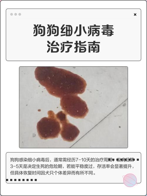 狗狗得细小一般熬过多少天就没事了