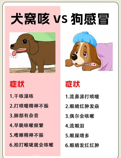 2个多月泰迪熊狗狗咳嗽打喷嚏流鼻涕该怎么办