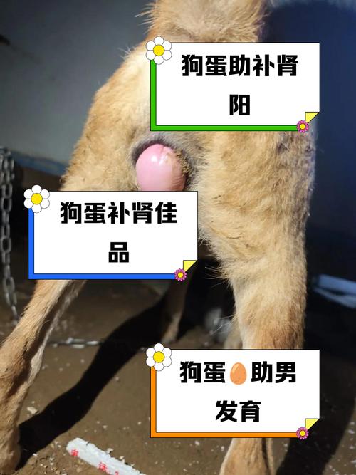 为什么狗狗能吃小鸡蛋壳