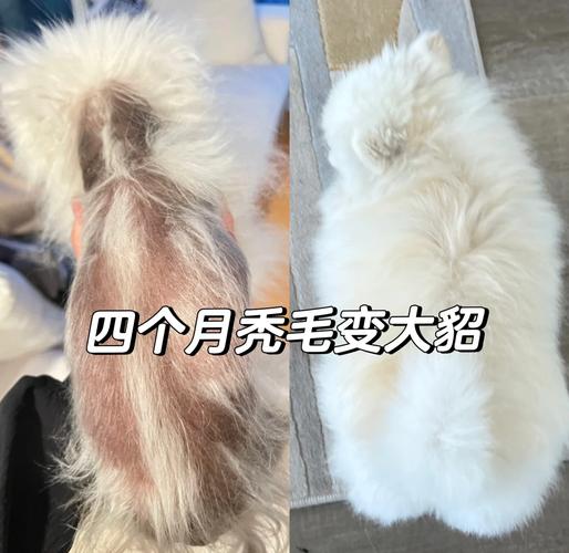 狗狗到家一个月后,毛发竟然褪色了,而且还是从脸部开始的