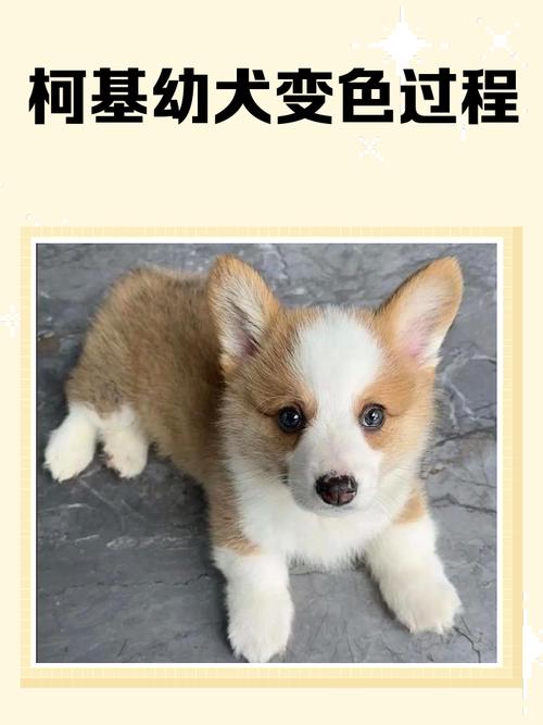 短毛狗狗换毛后会变色吗