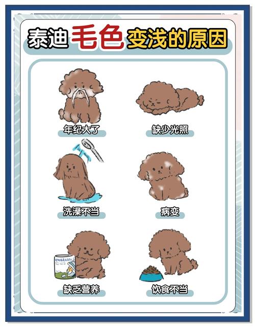 小鹿犬换胎毛颜色会加深吗