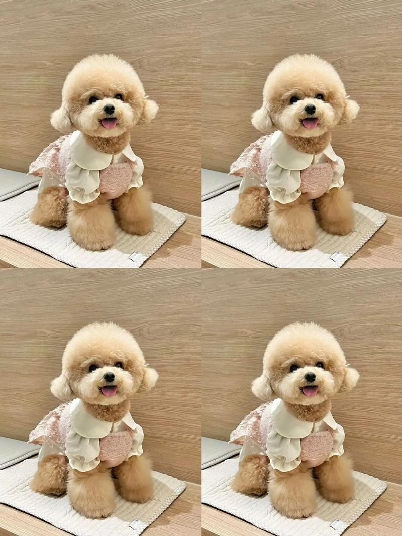 泰迪狗狗怕什么样得颜色