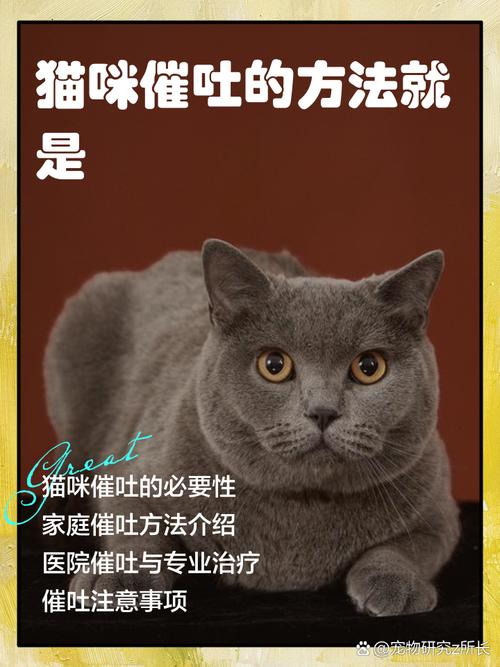 如何给猫紧急催吐
