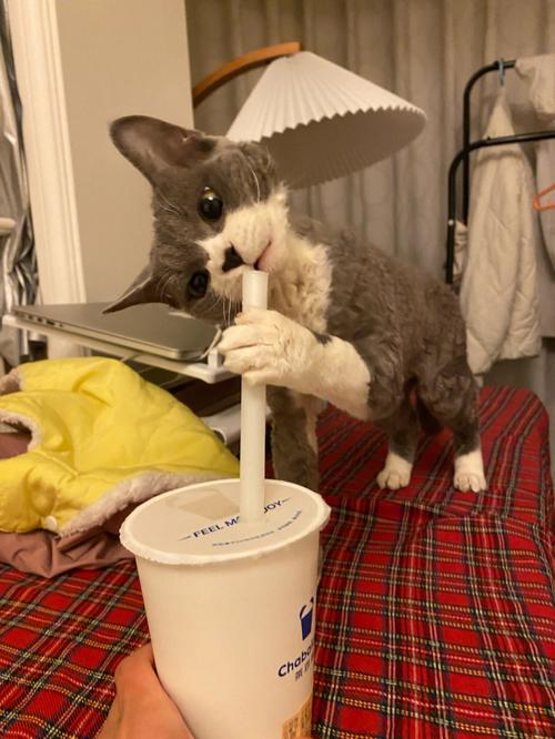猫咪偷喝了很多奶茶该怎么帮它催吐?