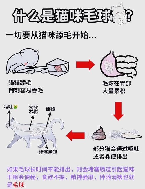 猫咪快速催吐的四种方法