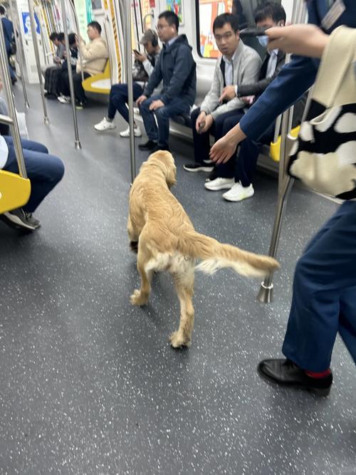 狗狗可以坐地铁吗