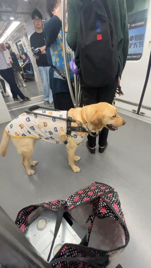 狗狗怎样才可以坐地铁