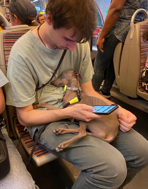 这样可以带狗狗上地铁吗