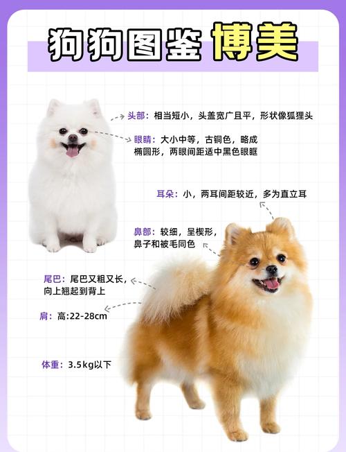 博美幼犬喂养的正确方法