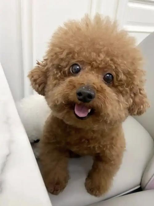 狗狗能吃鸭蛋么?