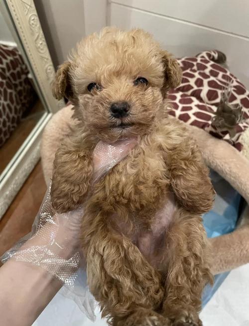 狗狗能吃咸鸭蛋