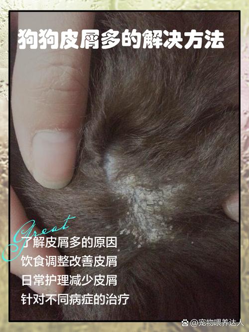 狗狗洗完澡起皮屑怎么回事