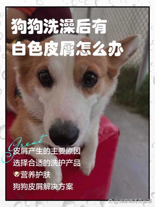 狗狗身上有皮屑是怎么办?