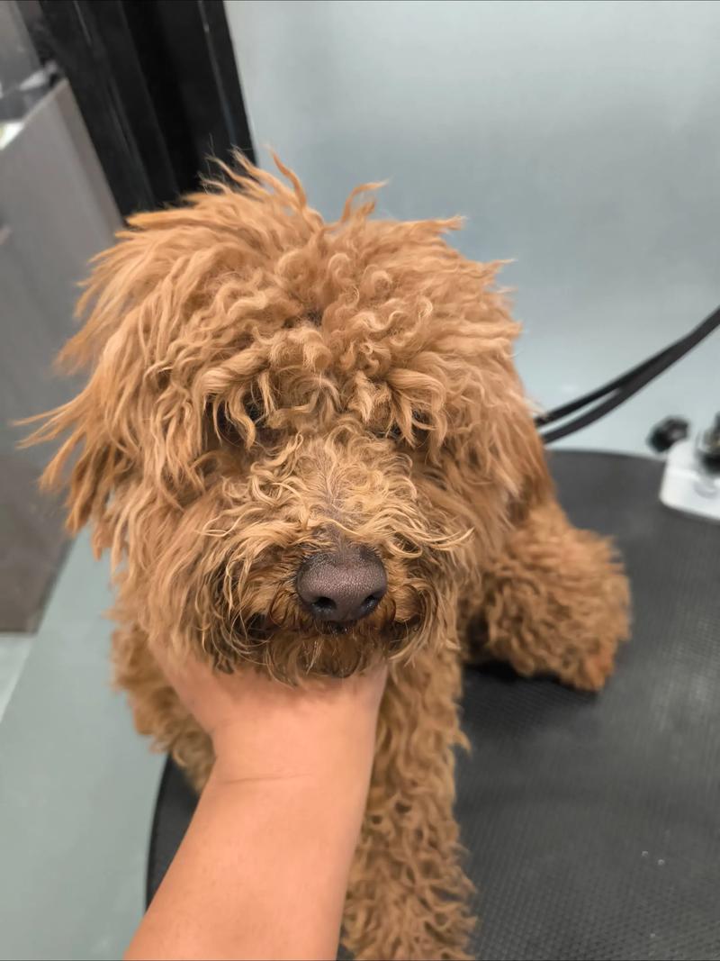 什么时候给狗狗剪毛