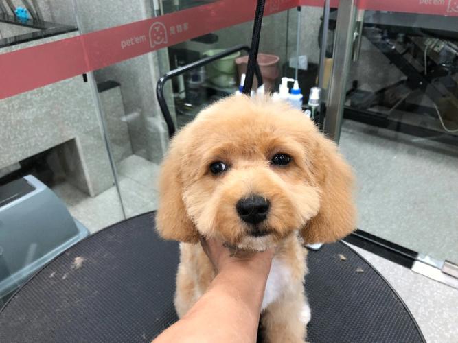 泰迪熊犬多大就剃胎毛?