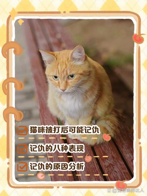 猫咪记仇的表现有哪些?