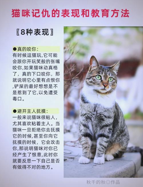当猫咪被主人打时,它们会记仇吗?