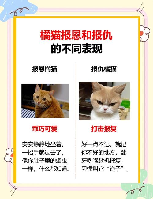 猫咪真的会“记仇”吗?亲身经历告诉你答案