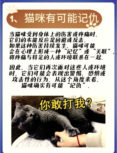 猫咪被打后的记仇表现