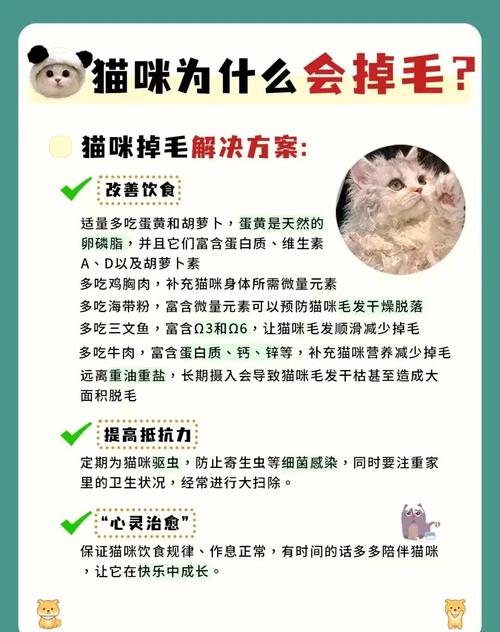 秃头猫咪还严重掉毛,多数是这4种原因