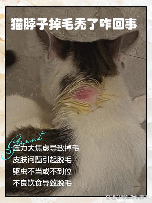 猫咪为什么掉毛?
