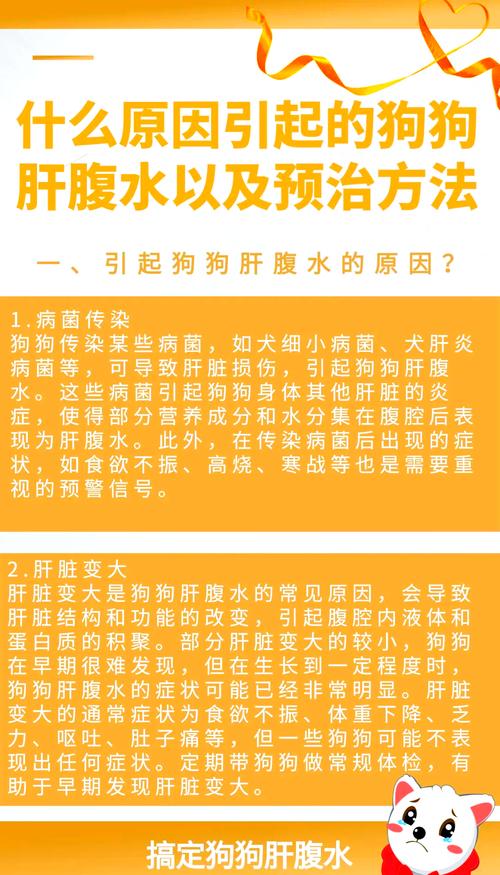 狗狗腹水怎么办