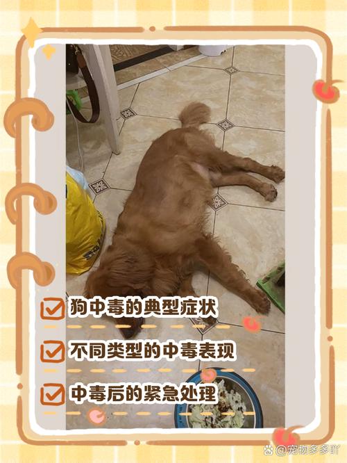 狗狗中毒临死前的15个征兆