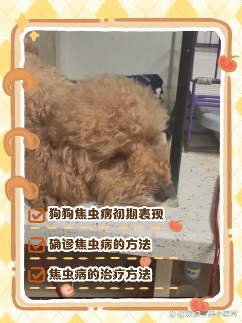 狗狗得了焦虫病的症状