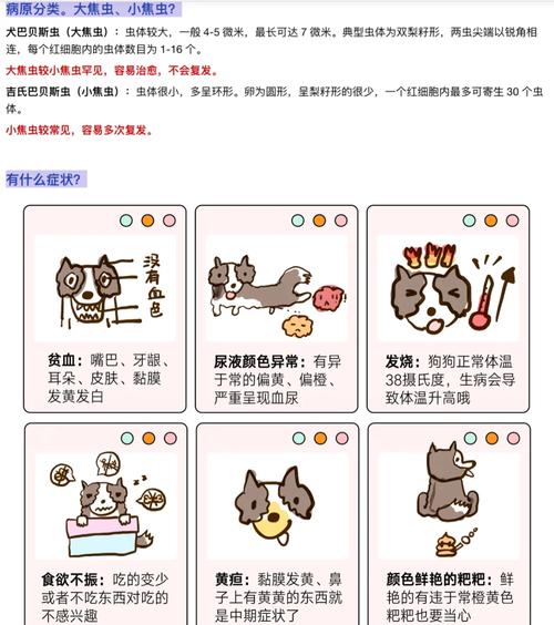 狗狗得了焦虫病不吃饭怎么办