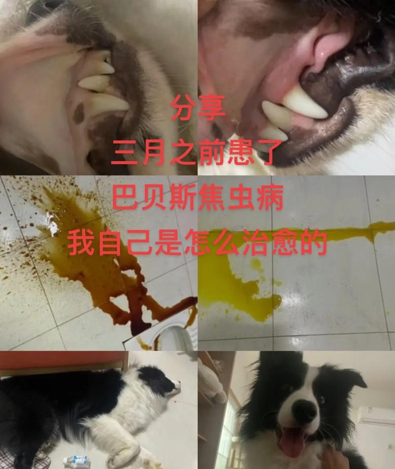 狗狗焦虫病的症状和治疗方法